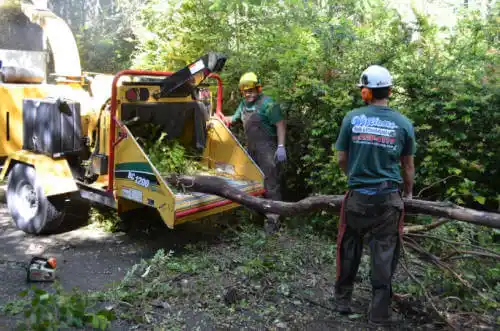 tree services Notre Dame